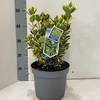 Euonymus japonicus Ovatus Aureus