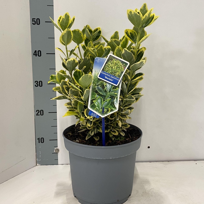 <h4>Euonymus japonicus Ovatus Aureus</h4>