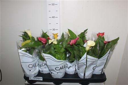 <h4>Zant Gem 1-2 Bloemen</h4>