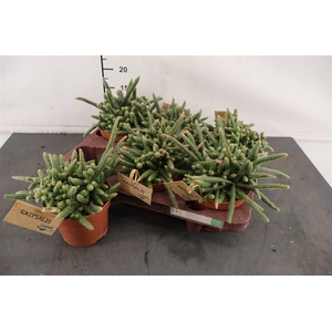 R Rhipsalis 12 Cm. P. Bac. Horrida