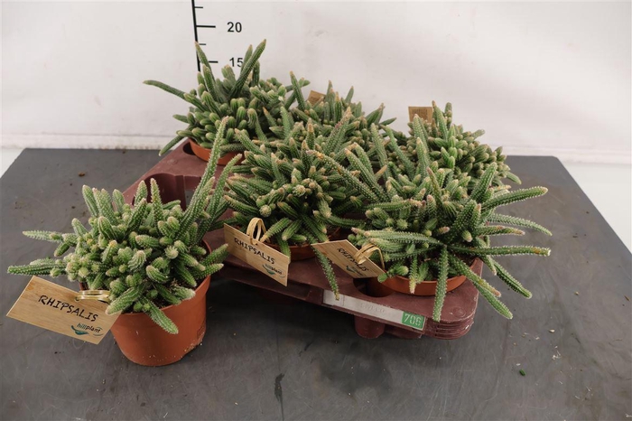 <h4>R Rhipsalis 12 Cm. P. Bac. Horrida</h4>