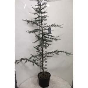 Cedrus libani 'Glauca' P32 potgekweekt