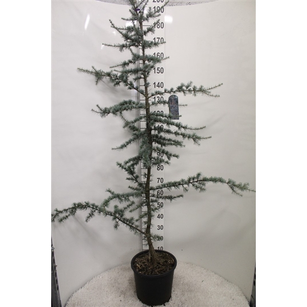 <h4>Cedrus libani 'Glauca' P32 potgekweekt</h4>