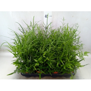 Pteris ensiformis