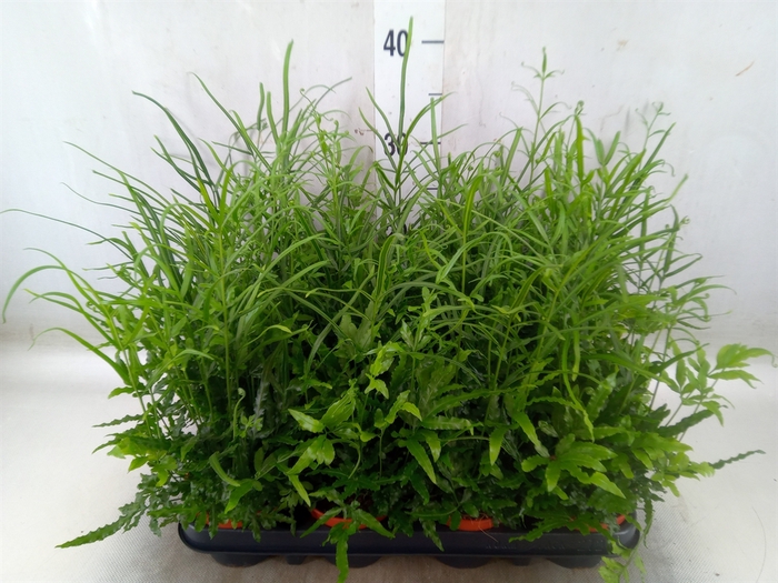 <h4>Pteris ensiformis</h4>