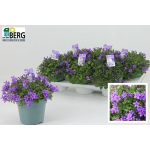 Camp Portenschlagian