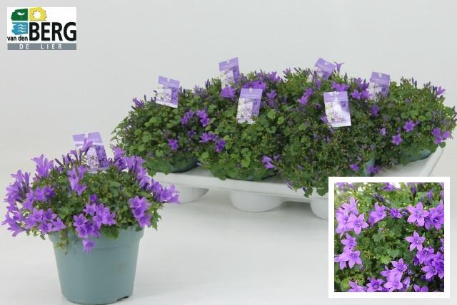 <h4>CAMP PORTENSCHLAGIAN</h4>