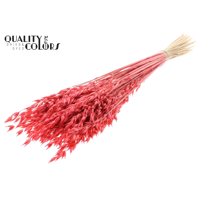 <h4>Avena Premium per bunch Coral</h4>