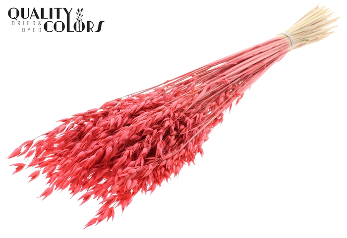 Avena Premium per bunch Coral