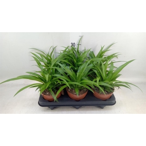 Chlorophytum com. 'Lemon'