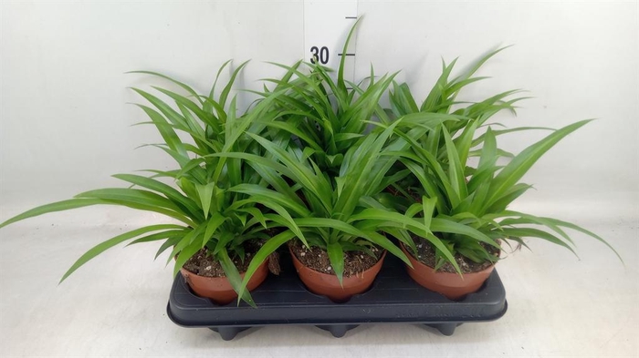 <h4>Chlorophytum com. 'Lemon'</h4>