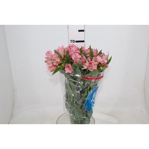 ALST. PRIMADONA 070 CM