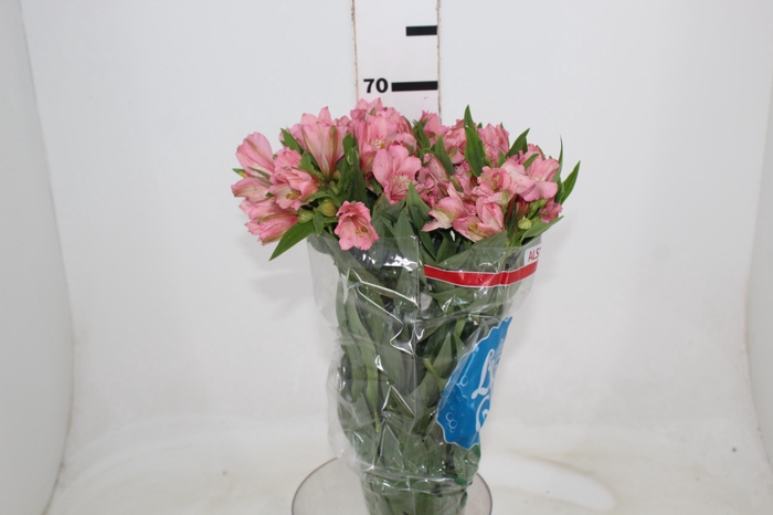 <h4>ALST. PRIMADONA 070 CM</h4>