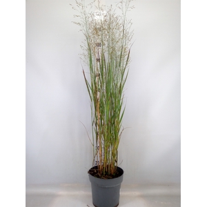 Panicum virgatum 'Heavy Metal'