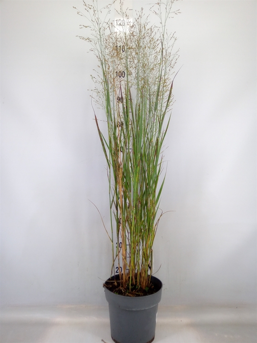 <h4>Panicum virgatum 'Heavy Metal'</h4>