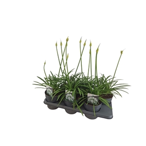 Agapanthus wit. 15cm 2-5 knoppen boven gewas