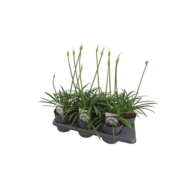 <h4>Agapanthus wit. 15cm 2-5 knoppen boven gewas</h4>