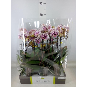 Phalaenopsis multi.   ...