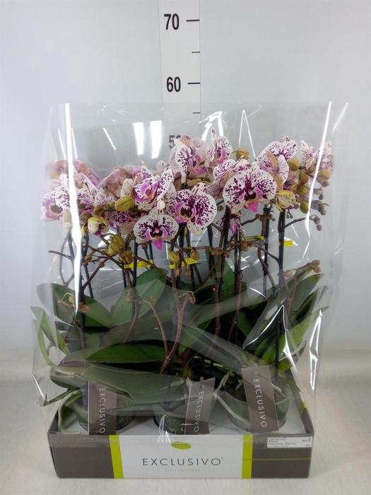 <h4>Phalaenopsis multi.   ...</h4>