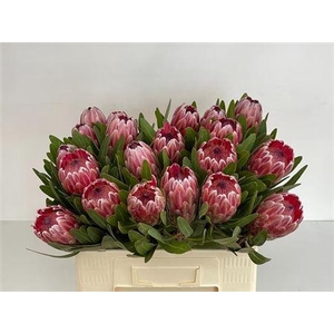 Protea Pink Ice