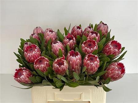 <h4>Protea Pink Ice</h4>