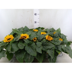 Helianthus an. 'Petisol'