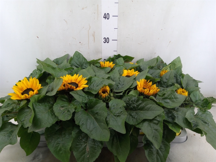 <h4>Helianthus an. 'Petisol'</h4>