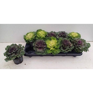 BRASSICA (SIERKOOL)