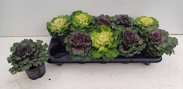 <h4>BRASSICA (SIERKOOL)</h4>