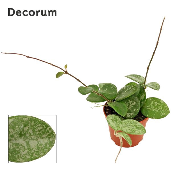 <h4>Hoya 6 cm Mathilde splash Decorum</h4>
