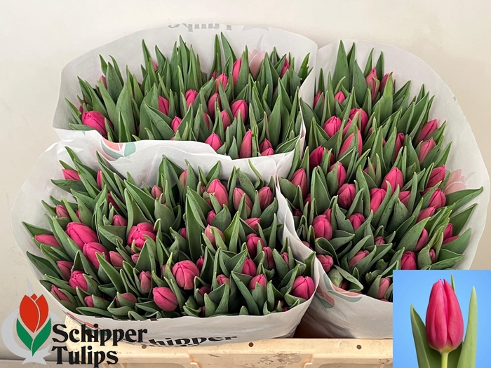 <h4>TU EN IVANKA</h4>