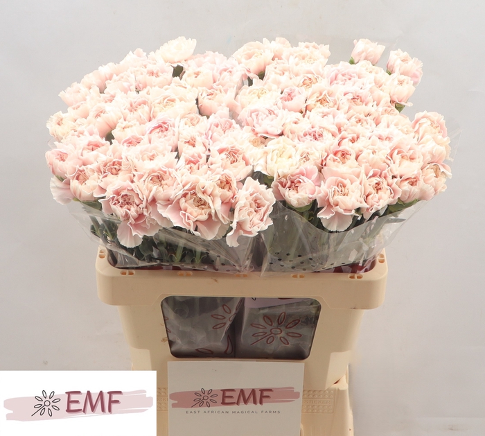 <h4>DI ST ALTAIR</h4>