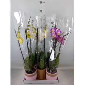 Phalaenopsis   ...mix