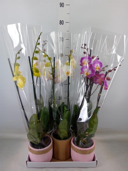 <h4>Phalaenopsis   ...mix</h4>