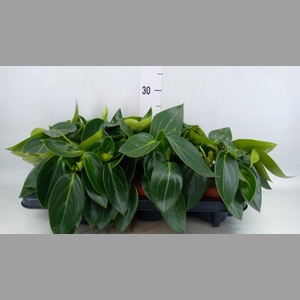 Peperomia