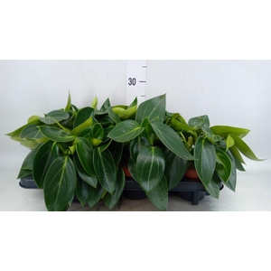 Peperomia