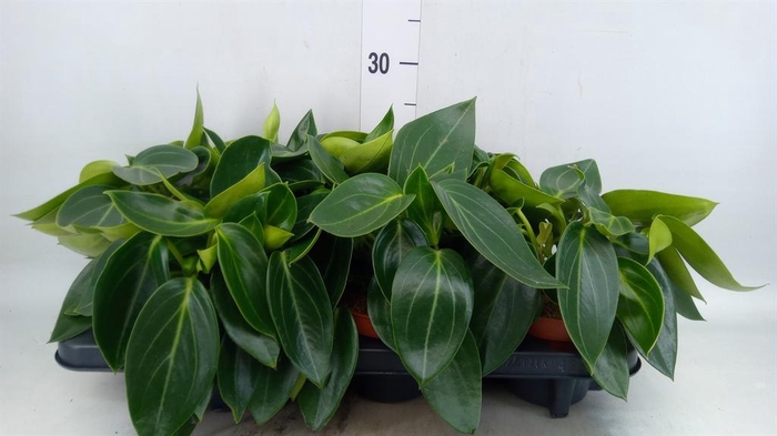 <h4>Peperomia</h4>