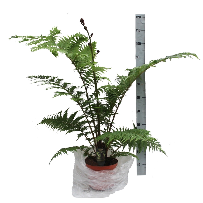 <h4>CYATHEA COOPERI</h4>