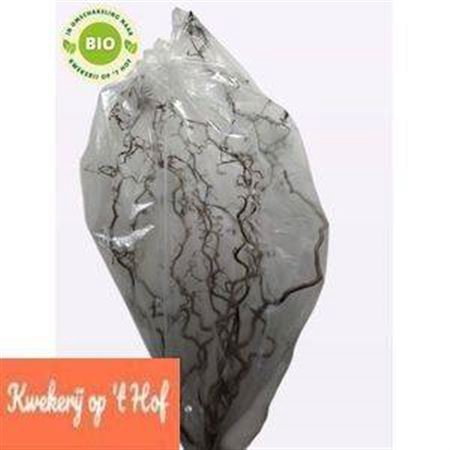 <h4>Corylus Av Contorta</h4>