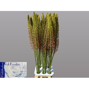 EREMURUS CLEOPATRA
