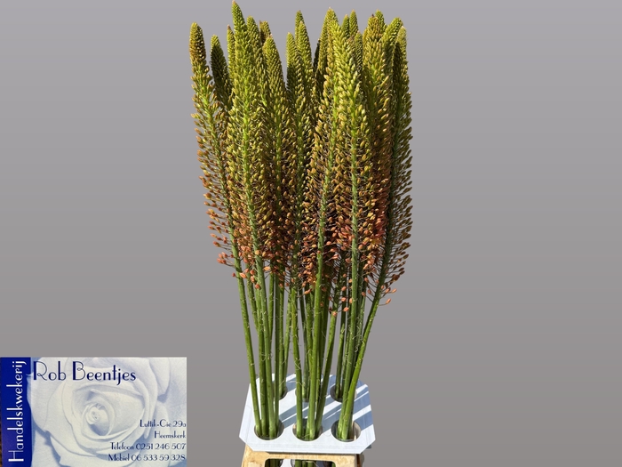 <h4>EREMURUS CLEOPATRA</h4>