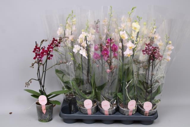 <h4>PHAL MF GEM 3 KL</h4>