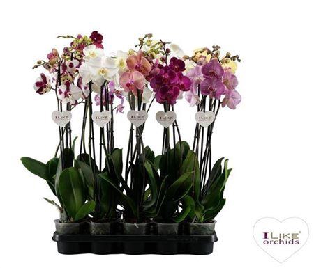 <h4>Phalaenopsis Mix - 2 Tak 80cm</h4>