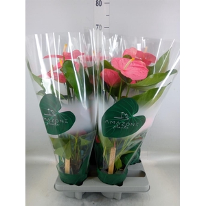 Anthurium andr. 'Colorado'