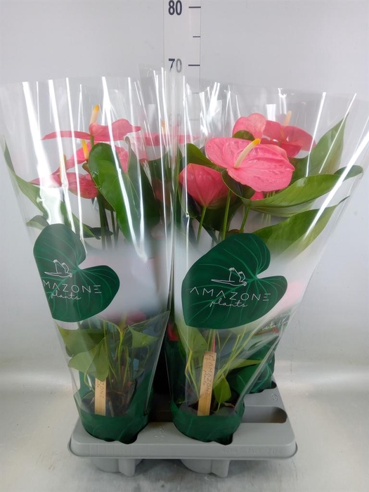 <h4>Anthurium andr. 'Colorado'</h4>