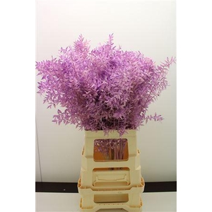 Dr Ruscus Bleach Milka