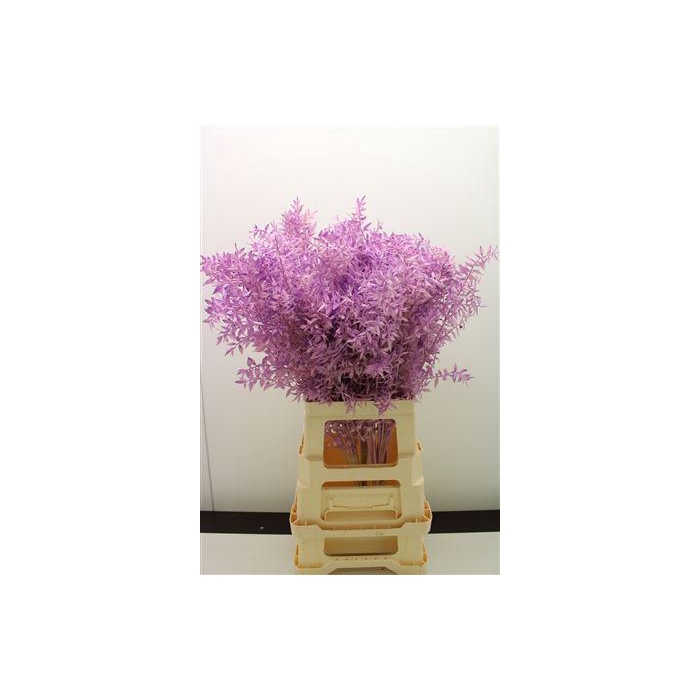 <h4>Dr Ruscus Bleach Milka</h4>