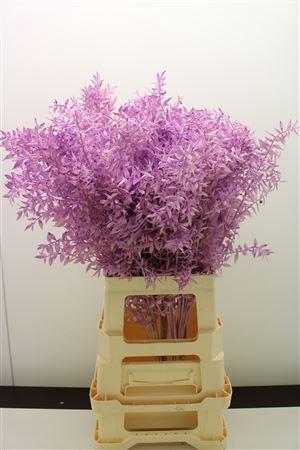 Dr Ruscus Bleach Milka