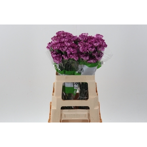 Di St Blue Copernico 60cm