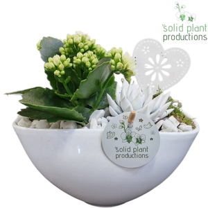 KE006 Katty White VM